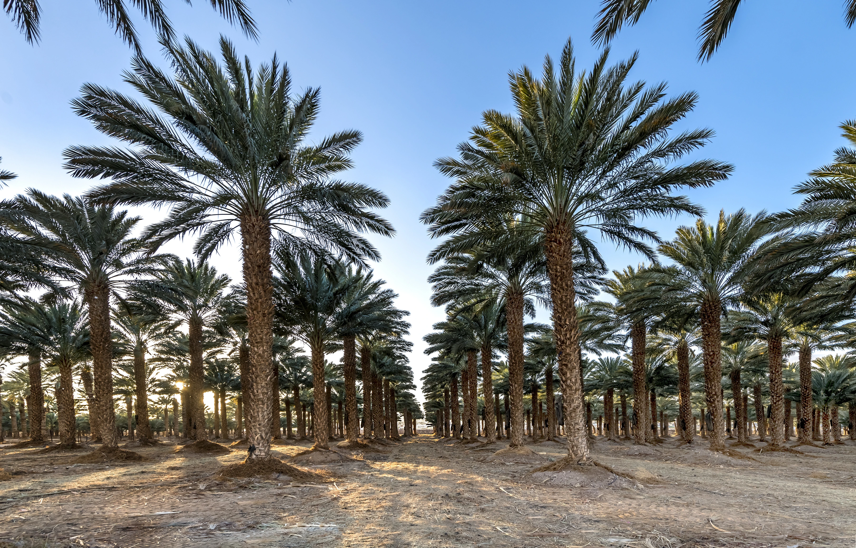 Palm trees in farm